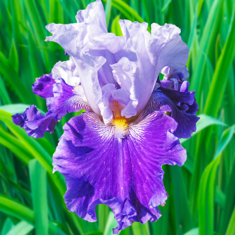 Purple Iris Beautiful Blooms Winter Hardy Tuber/+FREE PLANT  Shipped Dormant 