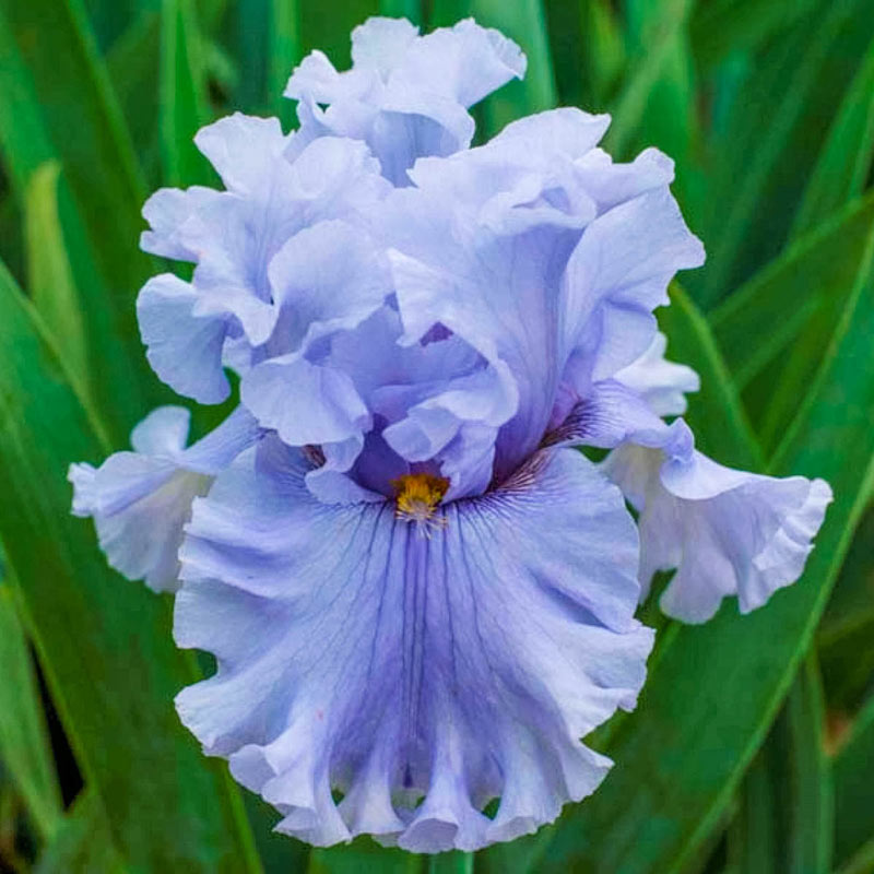 Corms 2 Iris Bulbs Perennial Fall Bearded Resistant Flower Stunning Rare Panting 