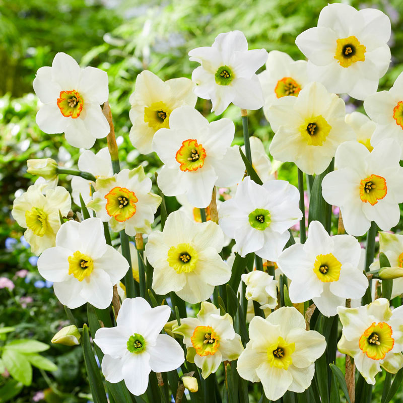 Narcissus Daffodil Plants For Sale | Wholesale Nursery Co