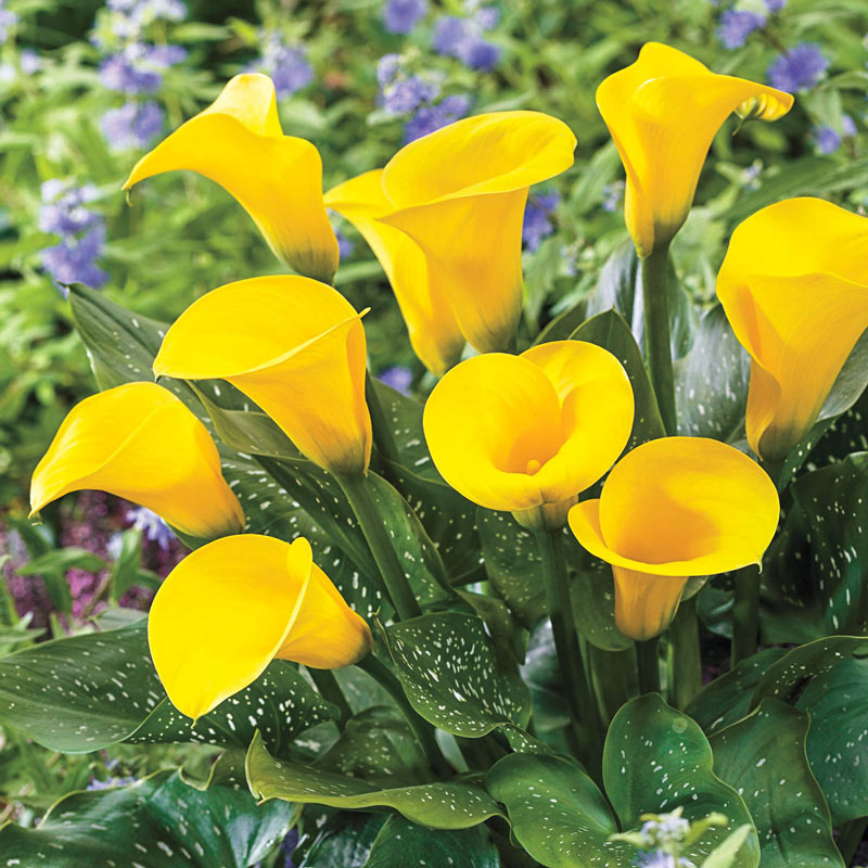 Gold Crown Calla Lily| Save on Summer Bulbs | Shop Breck's