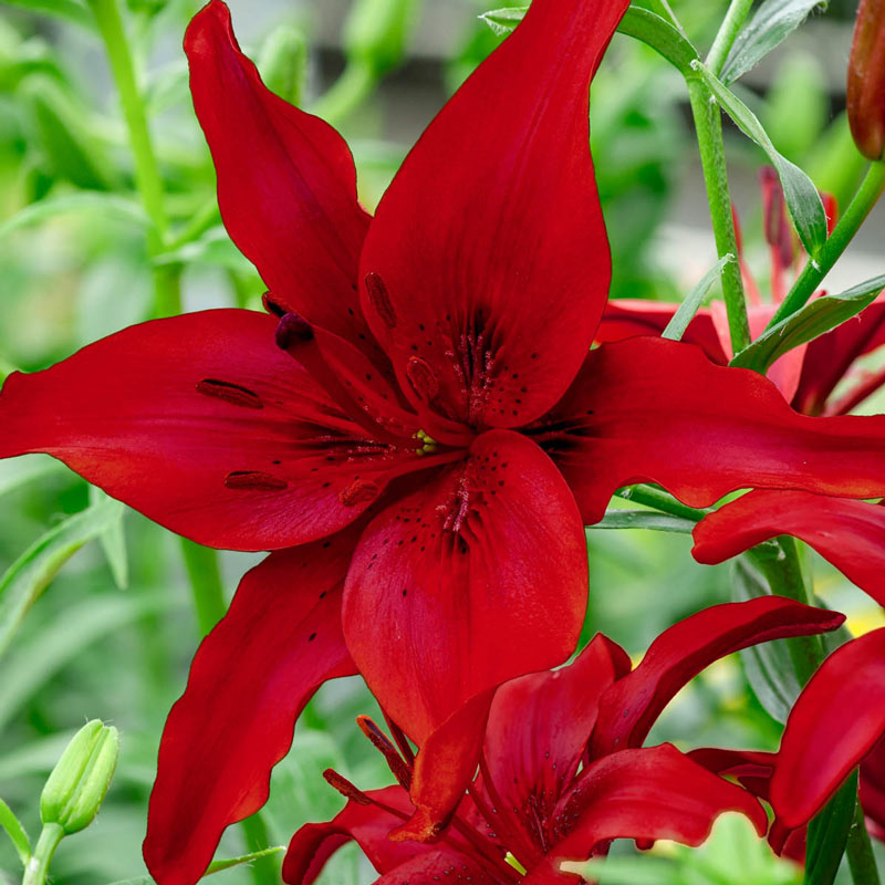 Red Highland Lily | Brecks Premium Bulbs