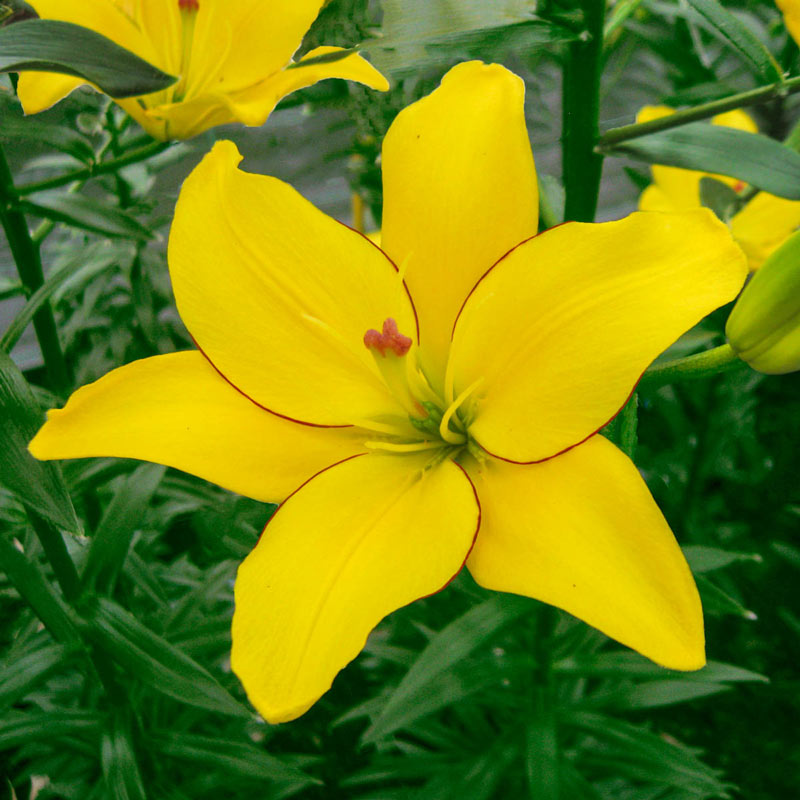 yellow-lilium-ubicaciondepersonas-cdmx-gob-mx