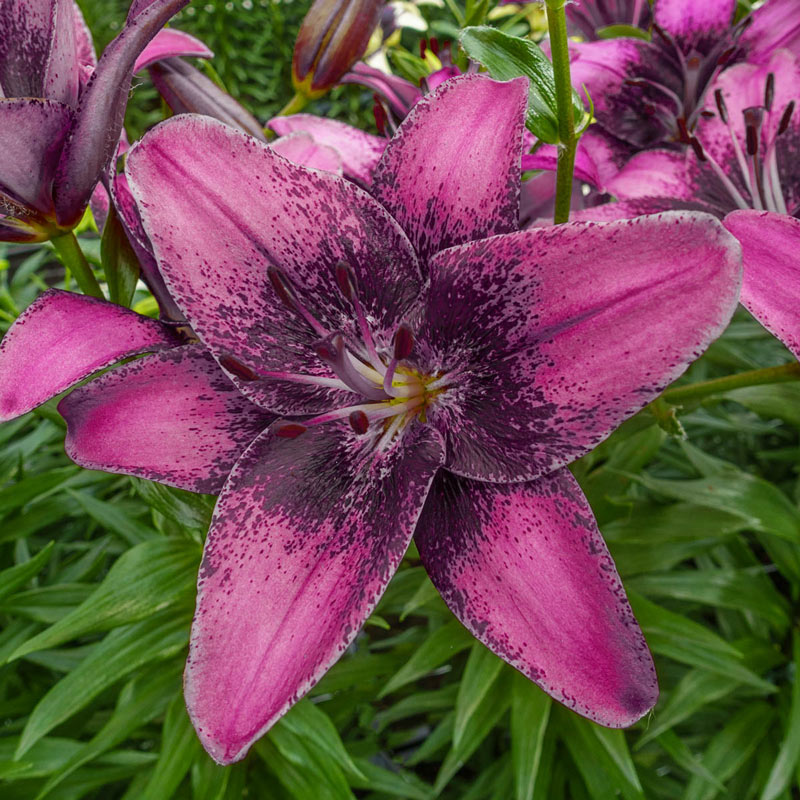 10+ Purple Lily Flower