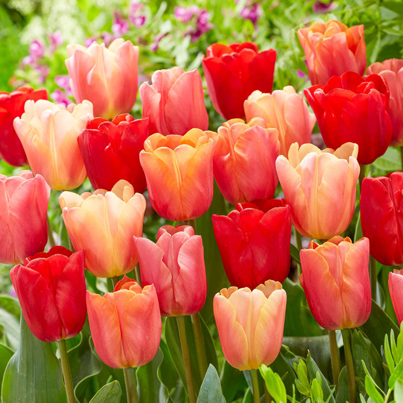 Big Ups® Tulip Blend, Always Wholesale Pricing