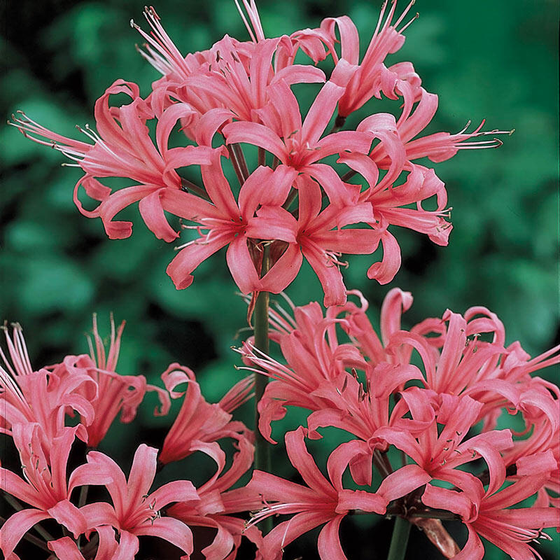  Re-Blooming Blue Spider Lily (Lycoris Radiata) Bulbs, Naked  Lady Lily Garden for Planting (5 Bulbs) : Patio, Lawn & Garden