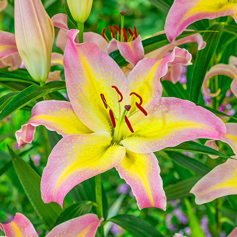 Hocus Pocus Lily Oriental Lilies For