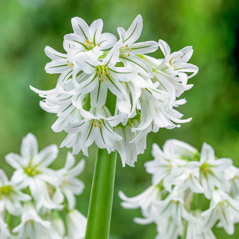 Allium triquetrum | Brecks Premium Bulbs