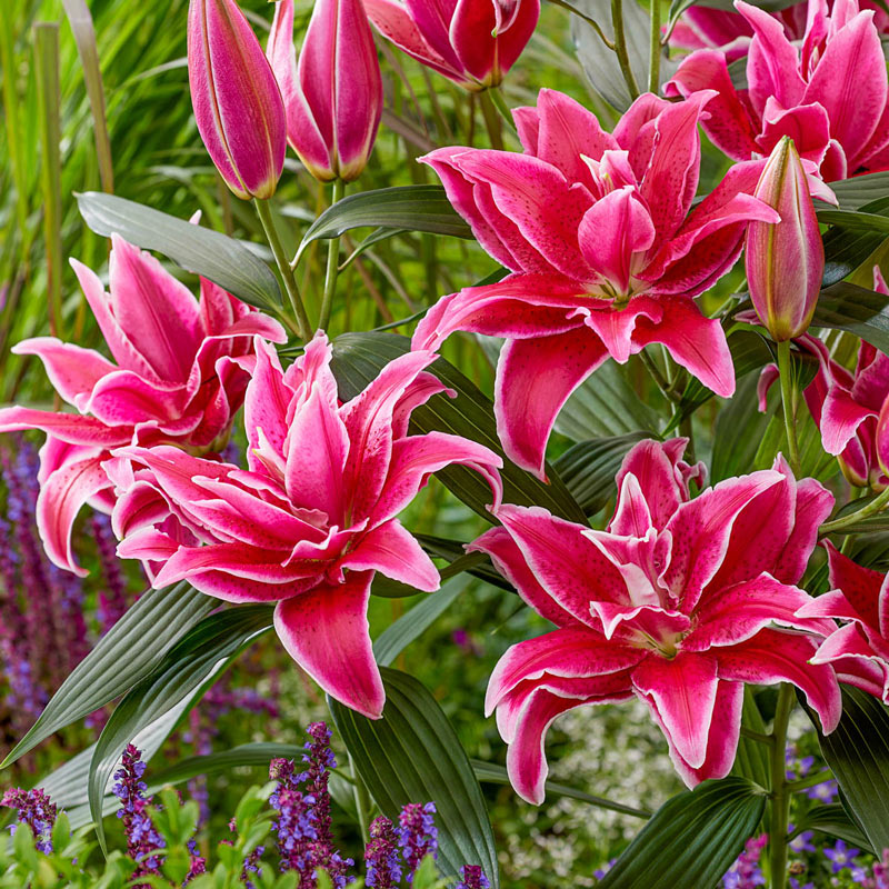 Natascha Roselily 3 Per Package Pink White Lilium Oriental Zone 8 Spring Planting Planted Bulbs