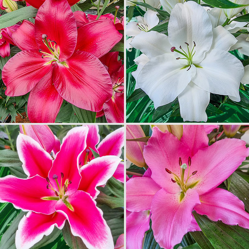 Liber Lily Collection 12 Per Package Red Pink White Mixed Lilium Oriental Zone 3 8 Spring Planting Planted