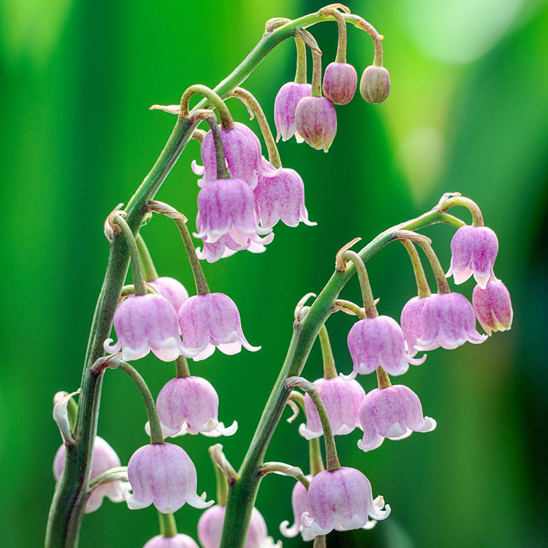 Buy Pink Lily Of The Valley, Shade Perennials