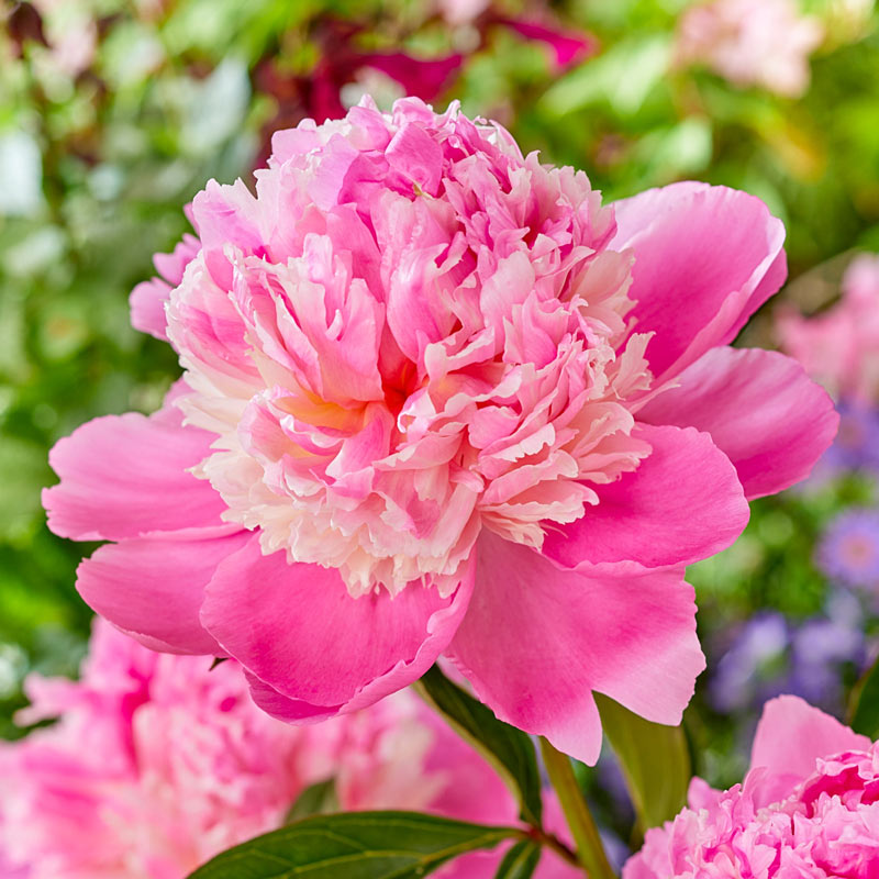 Buy Whopper Peony Online | Sun Perennials | Breck's