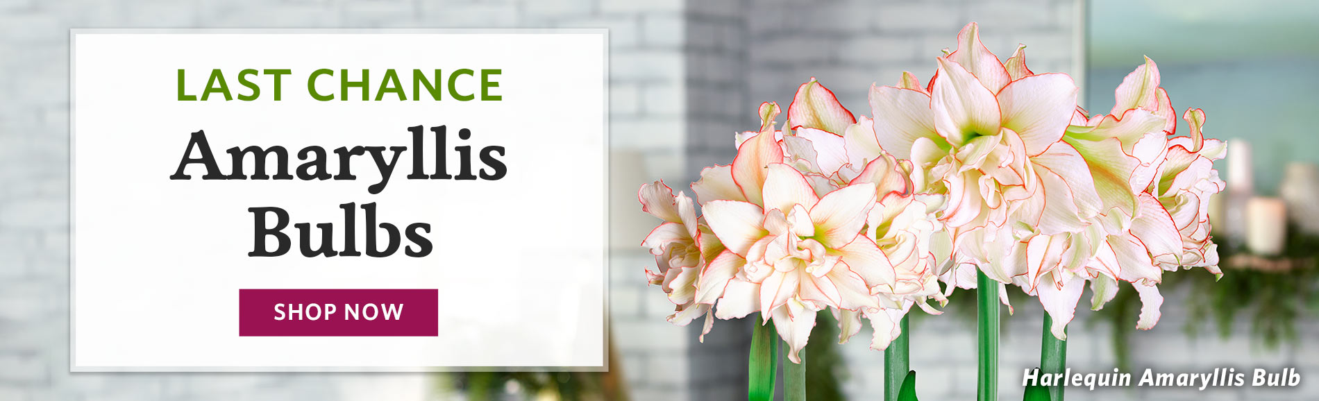 Flower Bulb Catalogs Best Flower Site