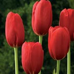 Early Tulips