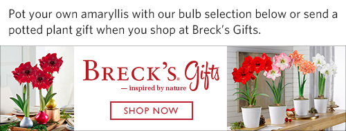 Find more gift plants and more nature inspired gifts at Breck's Gifts