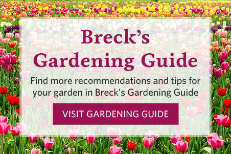 Susteen ventilation Produktion How to Plant, Grow & Care For Begonias | Breck's