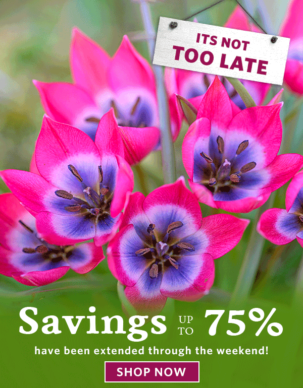 Save up to 75%! 