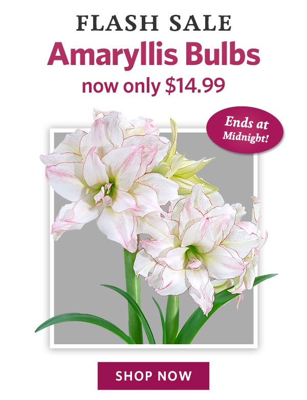 Amaryllis on Sale!