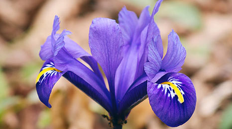 How To Grow Bearded Irises
