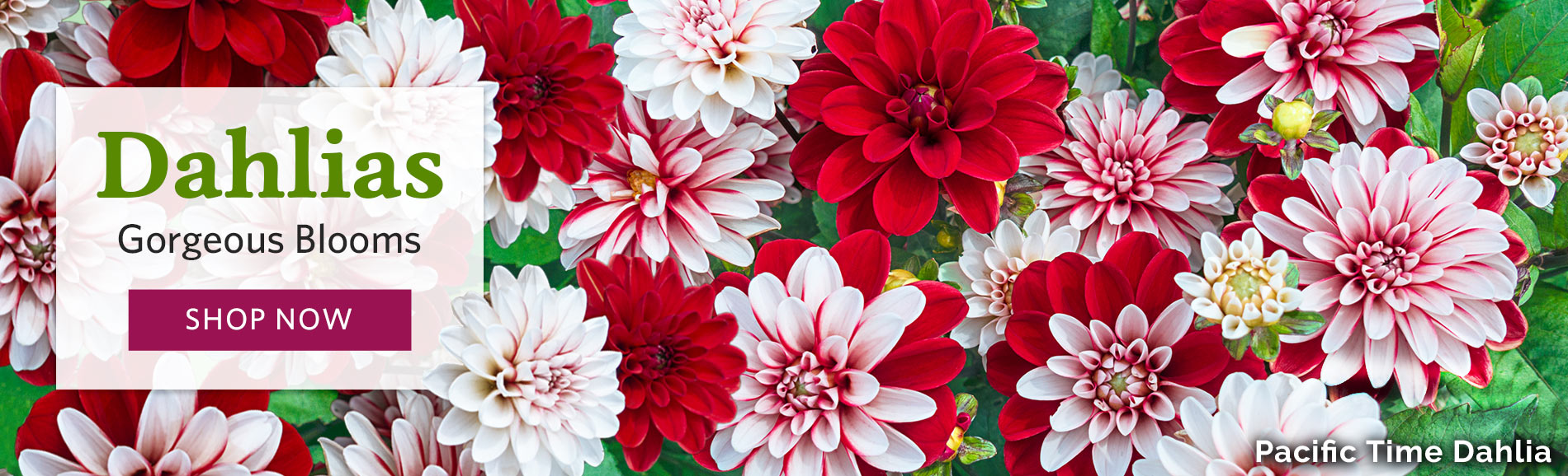 Breck's Direct to you from Holland since 1818