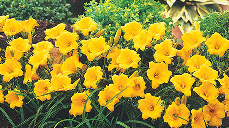 Daylilies: How to Grow & Divide Daylilies