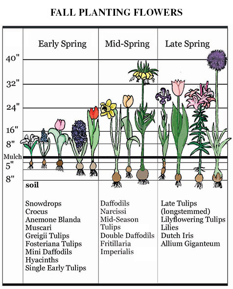 Fall Planting Flowers