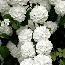 Flowering Hedges