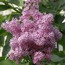 Fragrant Hedges
