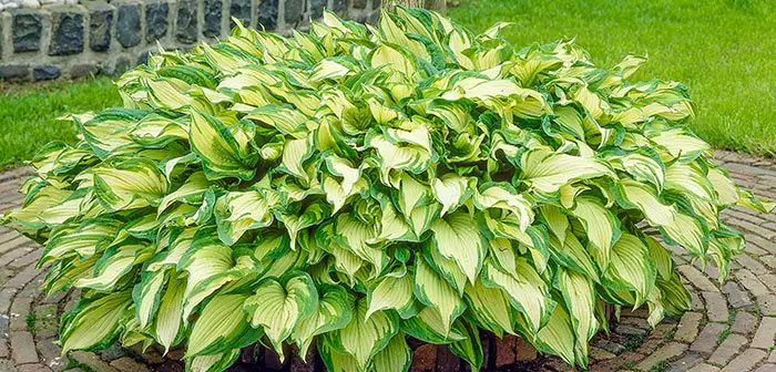 Hostas