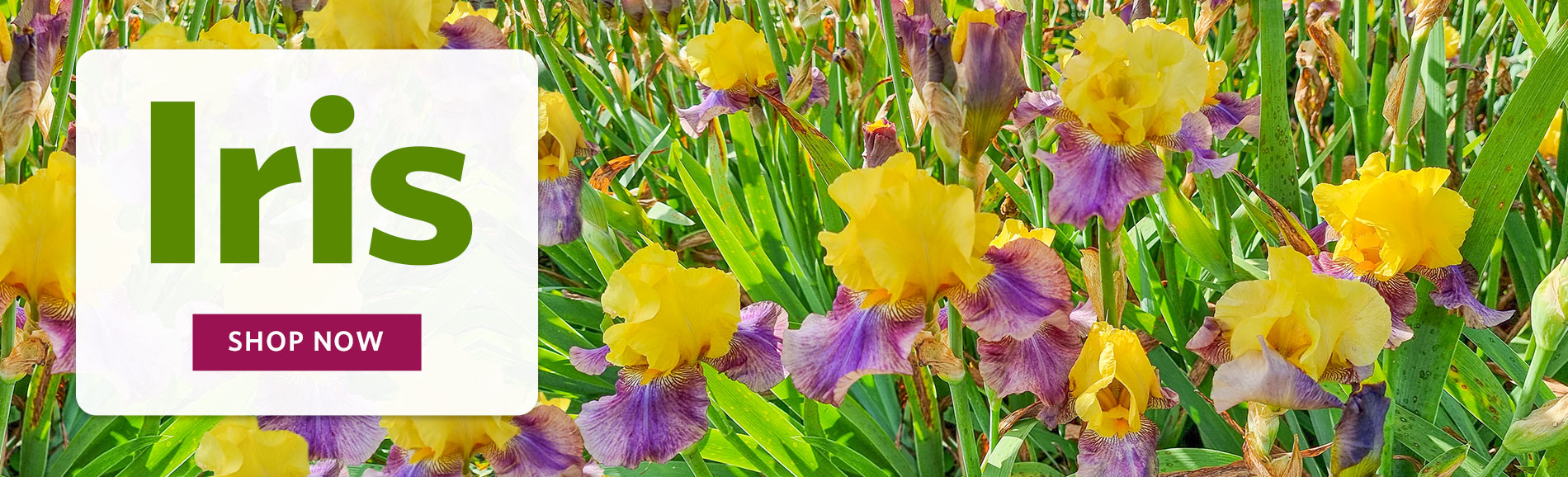 Iris