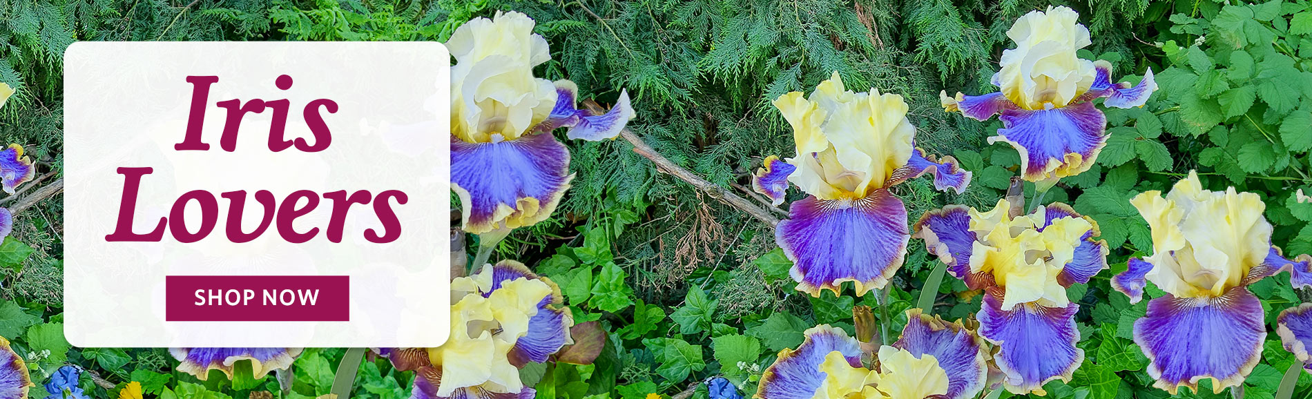 Iris Lovers