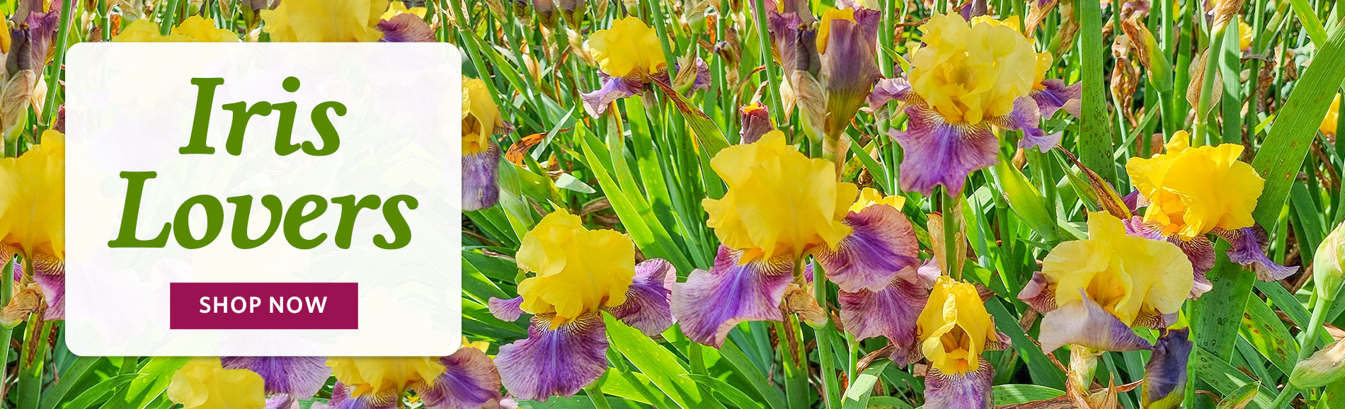 Iris Lovers