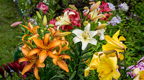 Lilies: A Comprehensive Botanical Guide