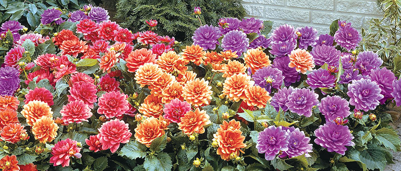 Growing Dahlias- Planting & Care Tips