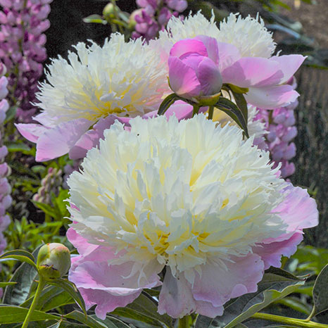 Peonies