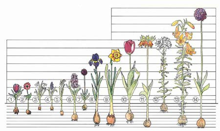 Chart showing how deep to plant tulip bulbs and how deep to plant daffodils among other bulbs