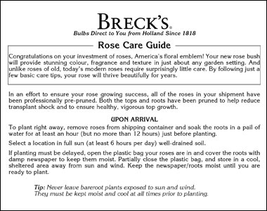 Planting Guide Roses