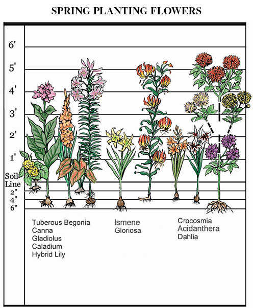 Spring Planting Flowers 