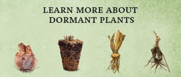 Dormant Plants