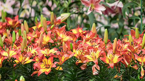 Growing Tips for Lily Flowers