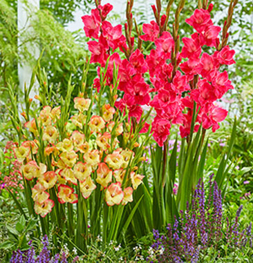 Our compact Hardy Gladiolus (left) next to standard glads.