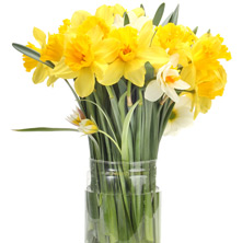 Daffodils