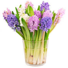 Hyacinths