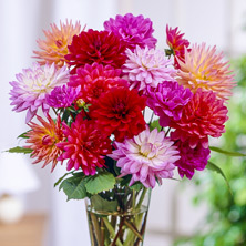 Dahlias