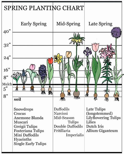 Early Blooming Flowers - Landscaping Early Spring Bulbs | Breck's