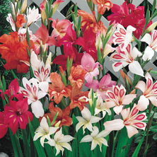 Buy Indian Summer Gladiolus Bulbs | Summer Bulbs | Breck's