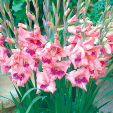 Gladiolus