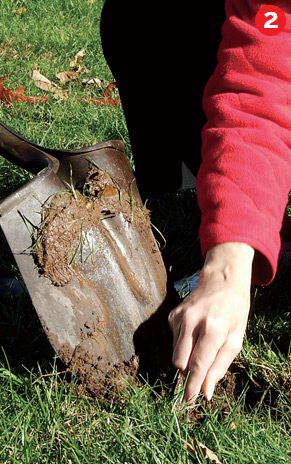 planting bulbs