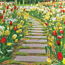 Colourful Flowers