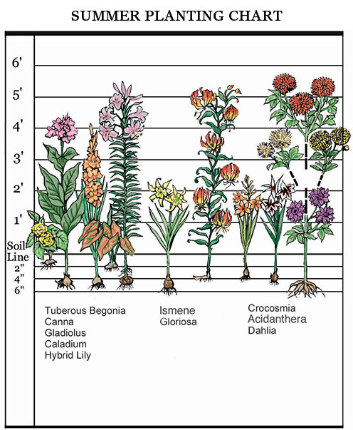 What is the difference between Spring and Summer flowering bulbs