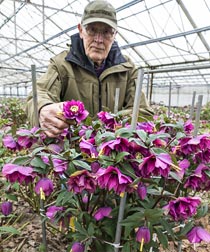 Wow!® King-Size HELLEBORES